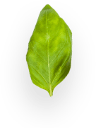 images/h1-slide3-layer4