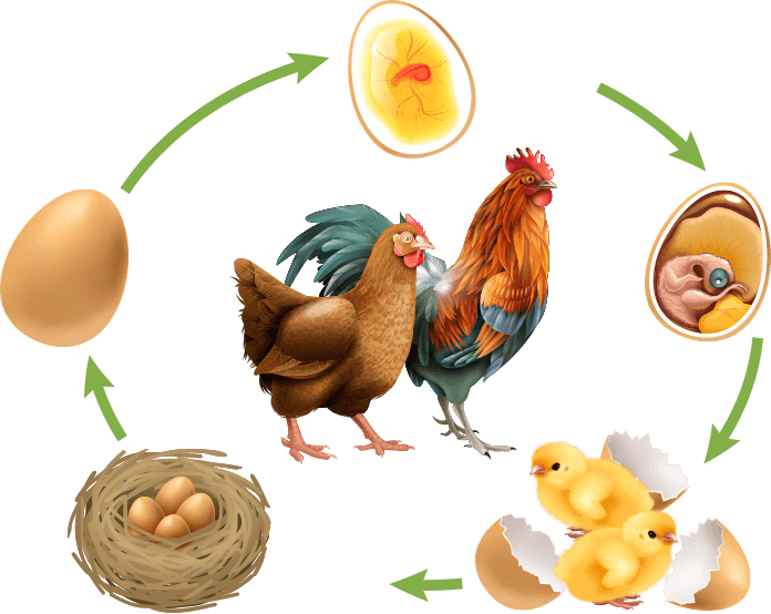 chicken-life-cycle